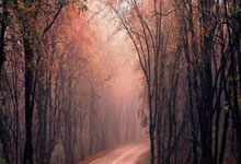 蒙彼利埃客场落败，不敌图卢兹